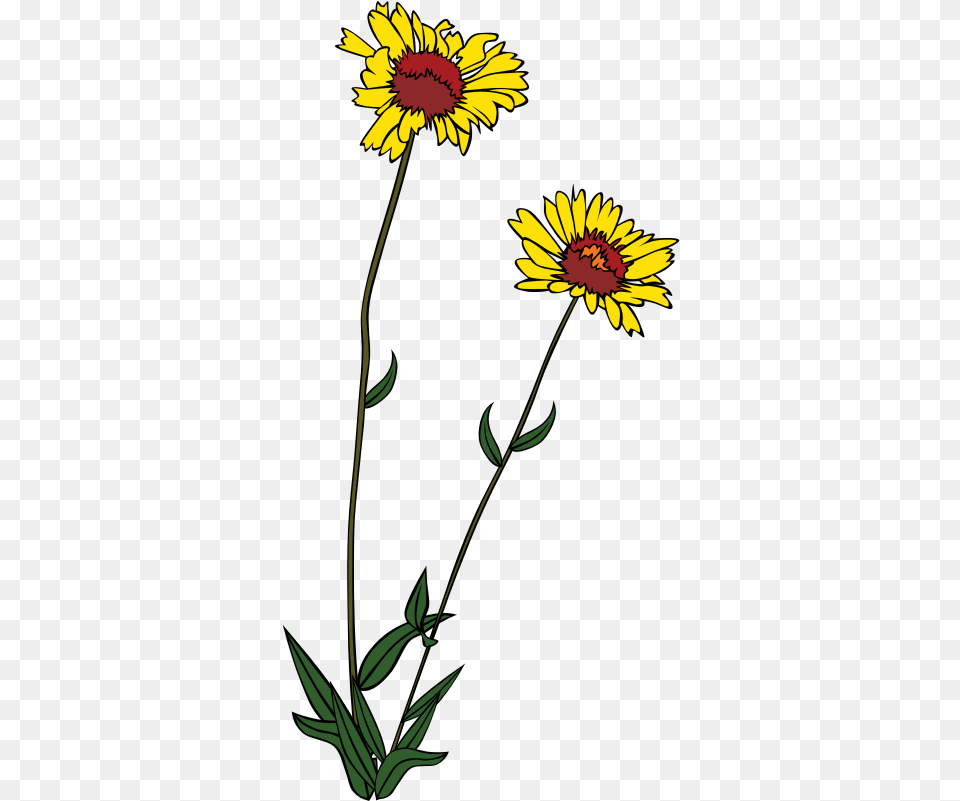 Gg Gaillardia Aristata Wildflower Clip Art, Daisy, Flower, Plant, Sunflower Free Transparent Png