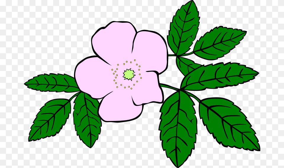 Gg Rosa Acicularis Cartoon Plants And Flowers, Anemone, Flower, Leaf, Plant Free Png Download