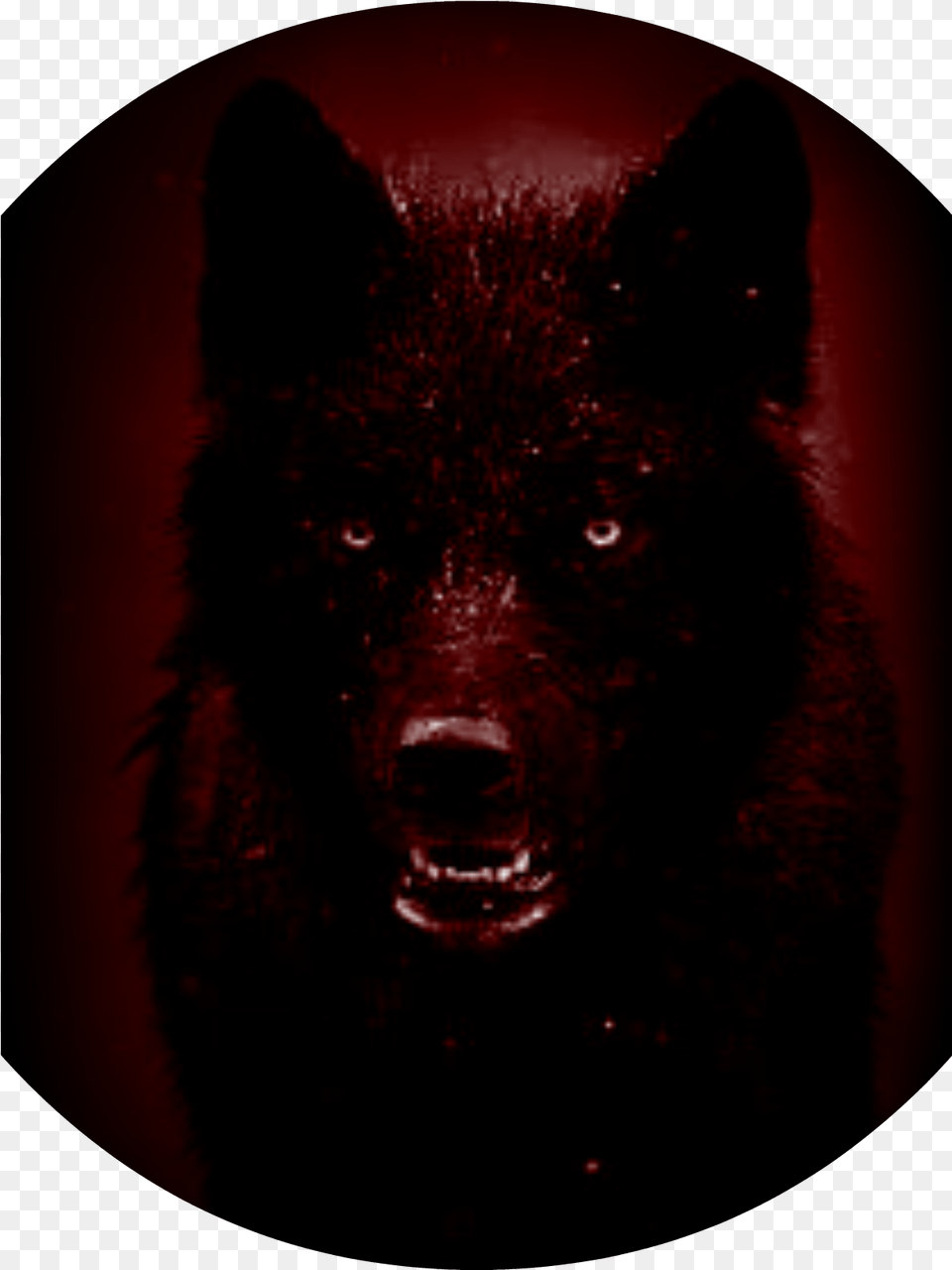 Ghastly American Black Bear, Animal, Mammal, Wolf, Person Free Transparent Png