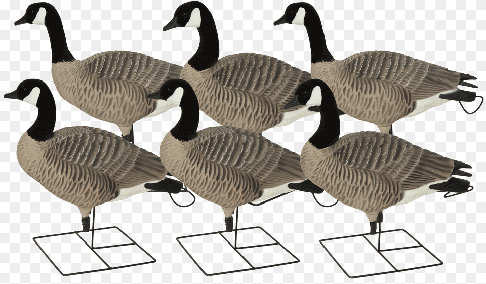 Ghg Xd Goose Decoys, Animal, Bird, Waterfowl Png Image