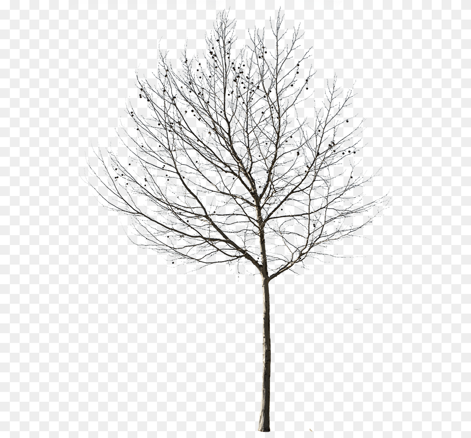 Ghim Trn Trees Winter Tree Cut Out, Ice, Nature, Outdoors, Plant Free Transparent Png