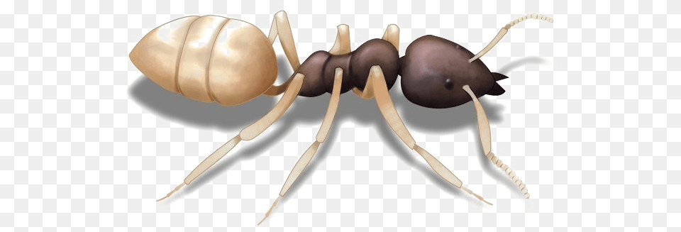 Ghost Ant, Animal, Insect, Invertebrate Free Png