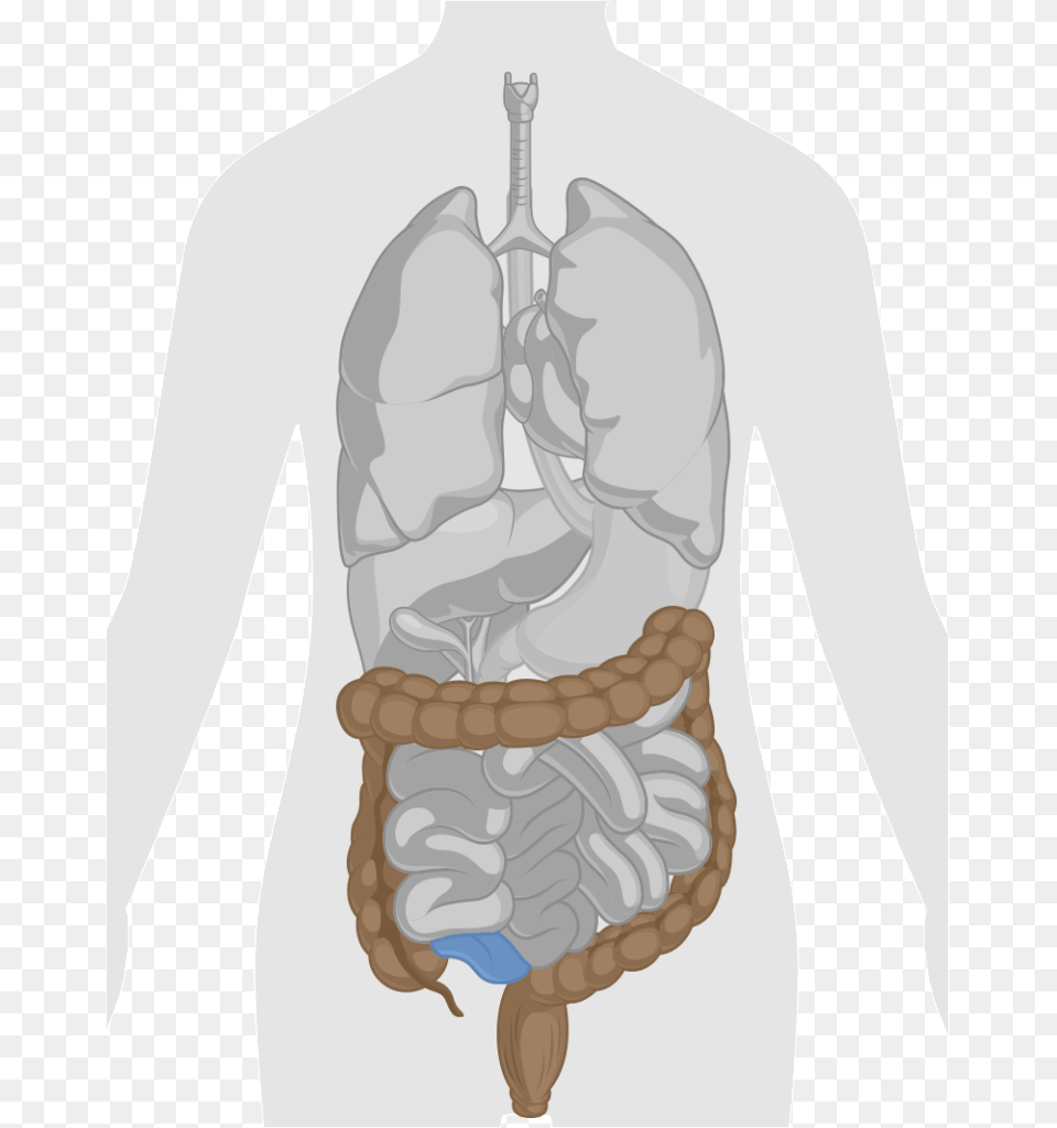 Gi Tract Rectum Colon Small Intestine Portion Digestive System Anatomy, Ammunition, Grenade, Weapon Png