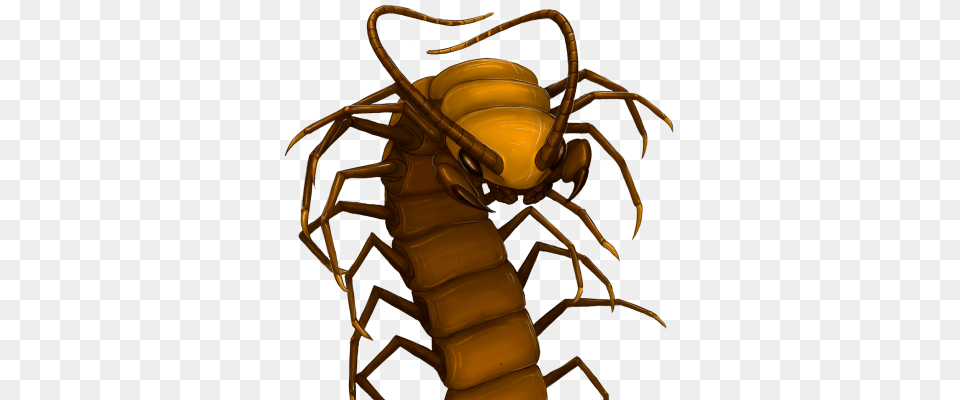 Giant Centipede, Animal, Invertebrate, Spider Free Png
