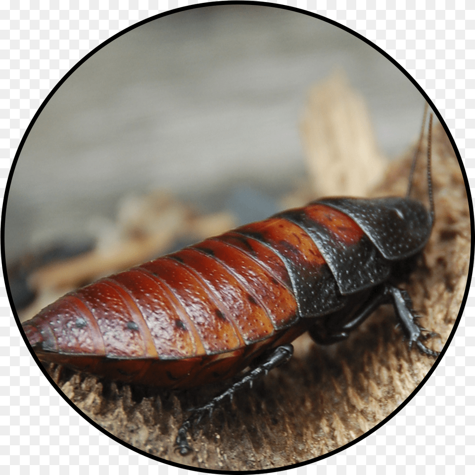 Giant Different Kind Of Cockroach, Animal, Insect, Invertebrate Png