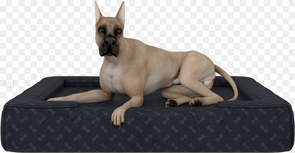 Giant Dog Breed, Animal, Canine, Mammal, Pet Png Image
