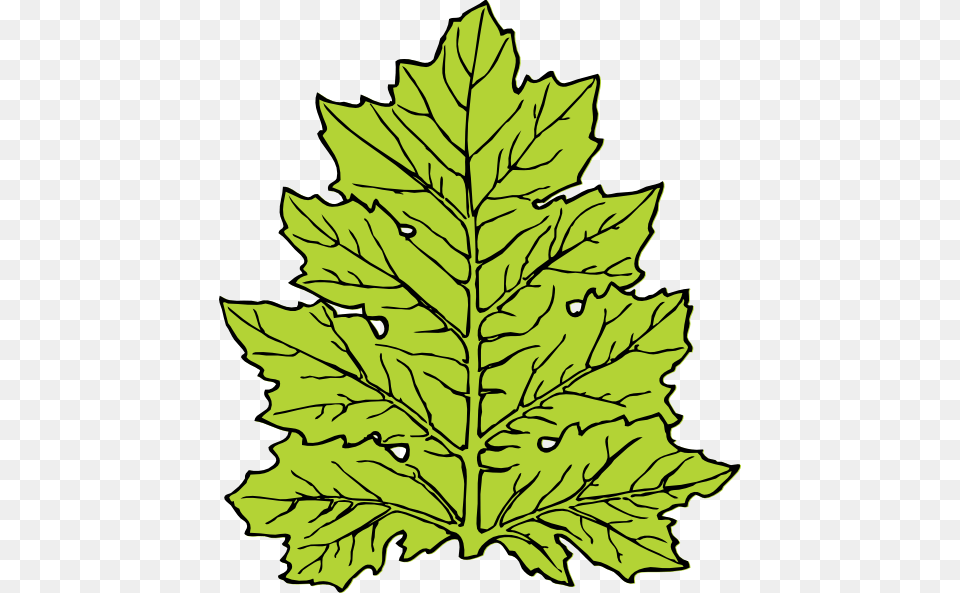 Giant Kelp Clipart Clipartmasters, Leaf, Plant, Tree, Oak Png Image