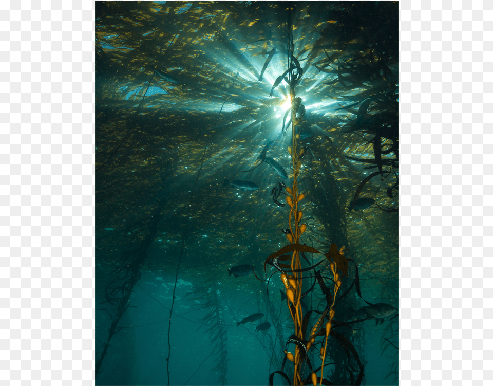 Giant Kelp Forest Ecosystem At Whaler39s Cove What Lies Point Lobos Kelp Forest, Water, Aquatic, Light, Flare Png Image