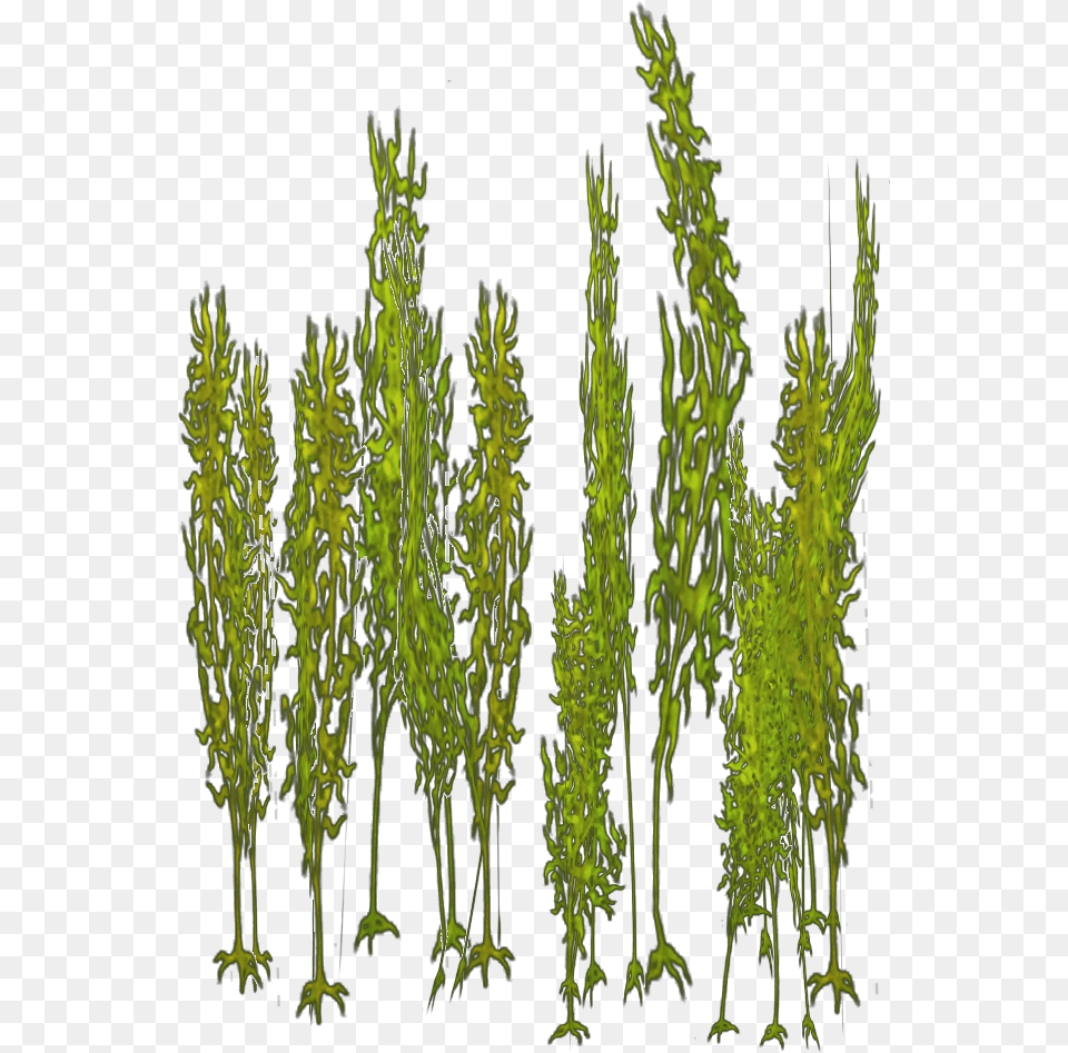 Giant Kelp Vertical, Green, Moss, Plant, Grass Free Png