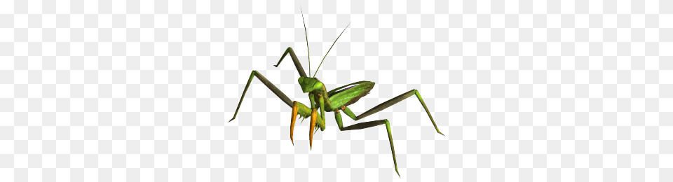 Giant Mantis, Animal, Insect, Invertebrate, Cricket Insect Png Image