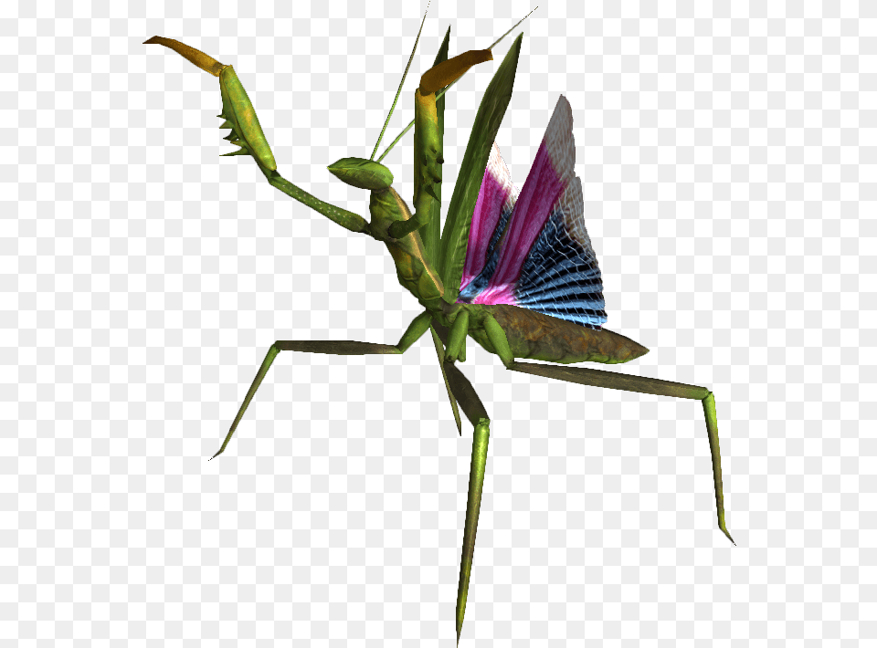 Giant Mantis Nypmh Portable Network Graphics, Animal, Insect, Invertebrate, Cricket Insect Png