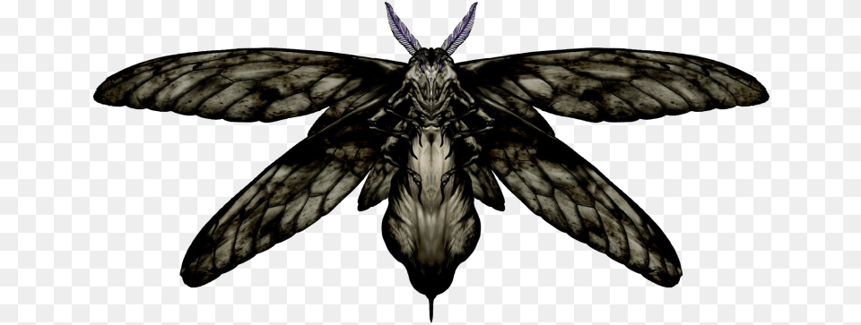 Giant Moth Black Moth With Stinger, Animal, Insect, Invertebrate, Butterfly Png Image