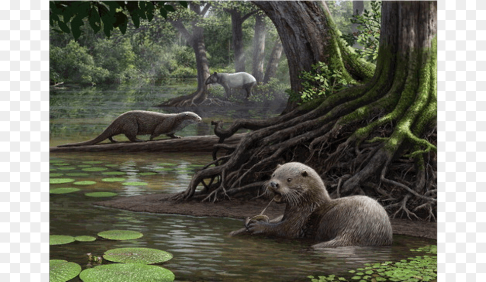 Giant Otter Fossil The Size Of A Wolf Discovered In, Plant, Vegetation, Jungle, Land Free Png