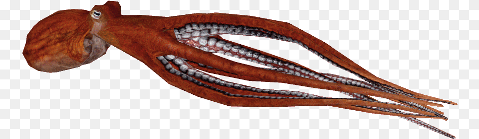 Giant Pacific Octopus, Animal, Sea Life, Invertebrate, Person Free Transparent Png