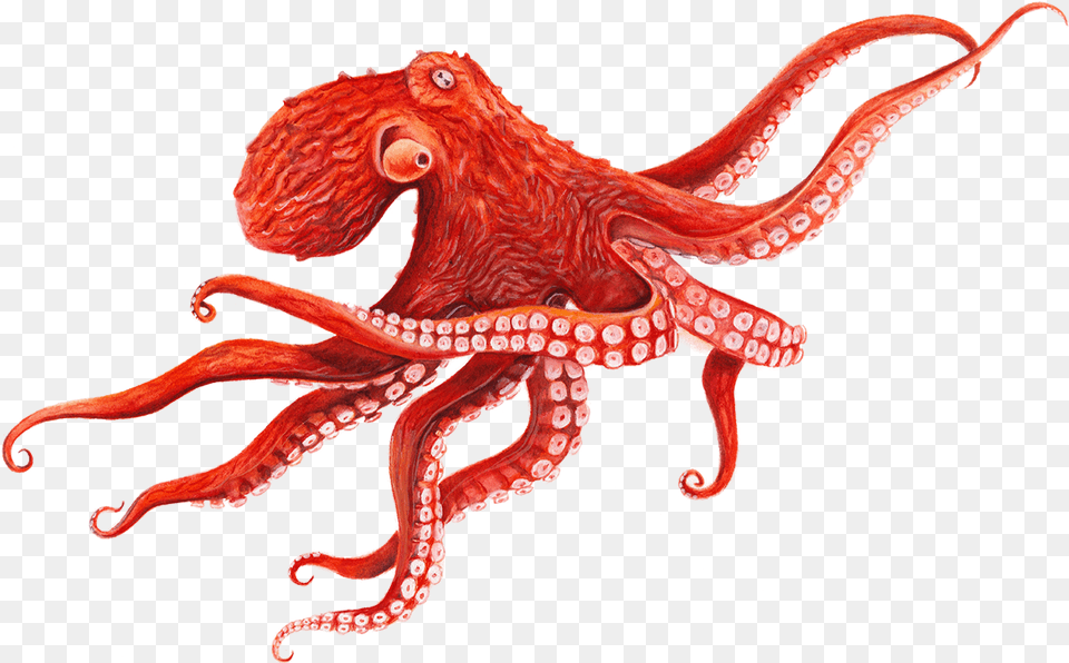 Giant Pacific Octopus Octopus, Animal, Invertebrate, Sea Life, Dinosaur Free Png Download