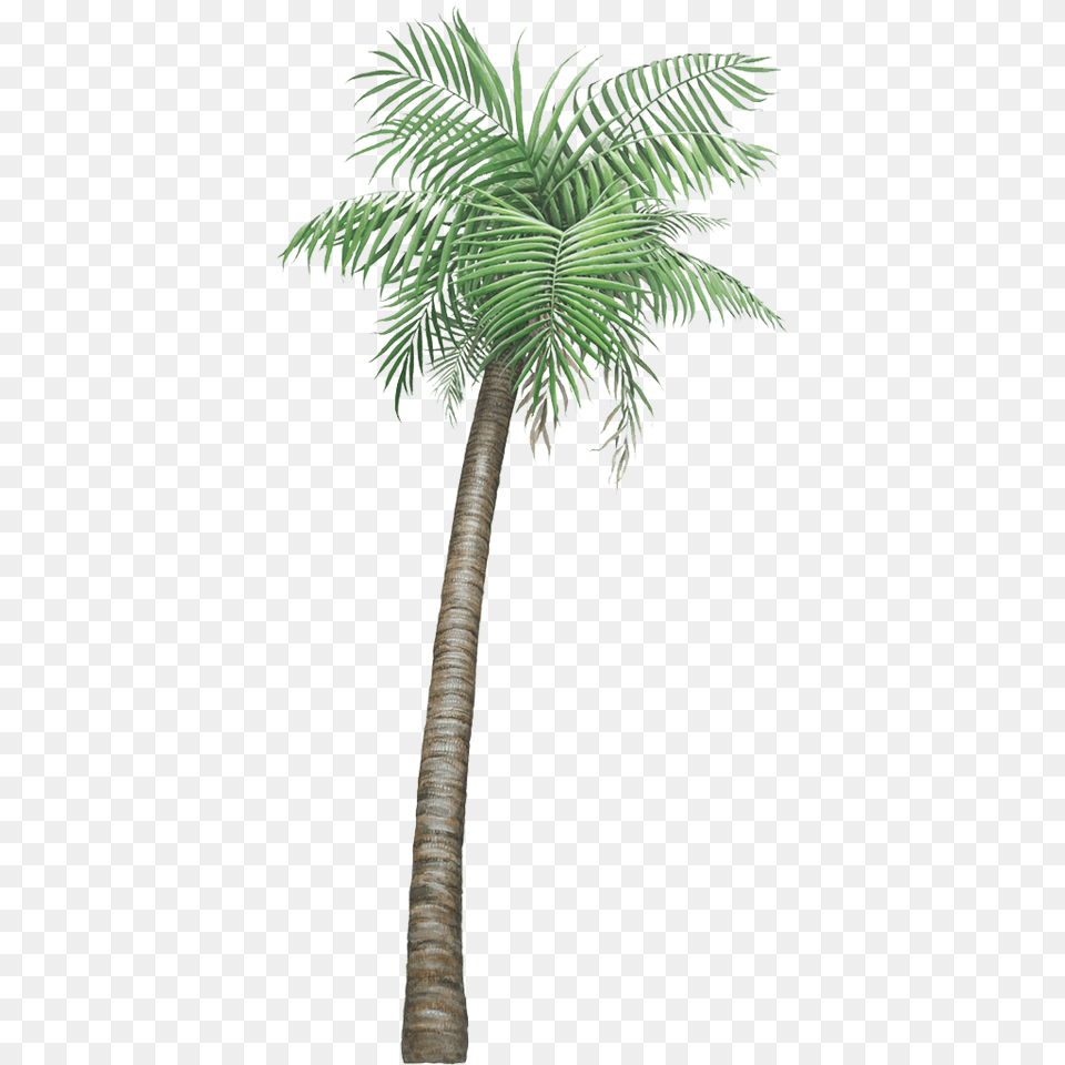 Giant Palm Tree Wall Sticker, Palm Tree, Plant Png