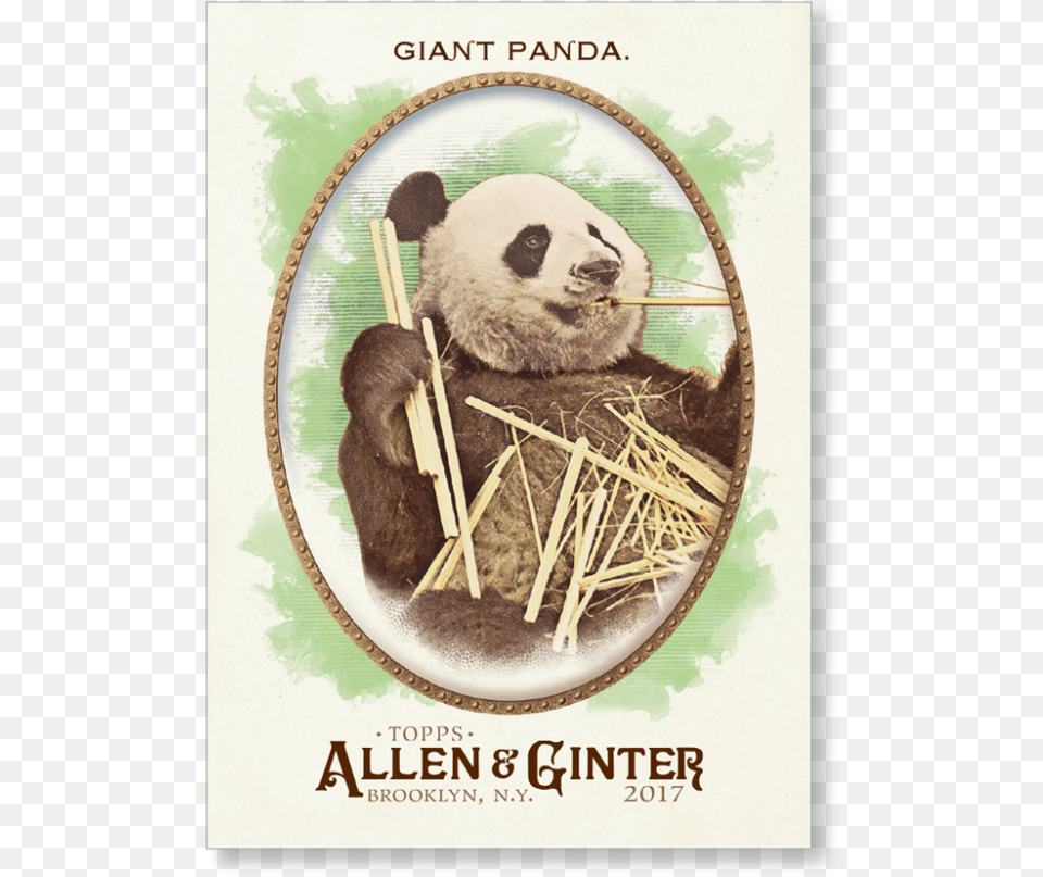 Giant Panda 2017 Topps Allen Amp Ginter Aaron Judge New York, Animal, Bear, Giant Panda, Mammal Free Png Download