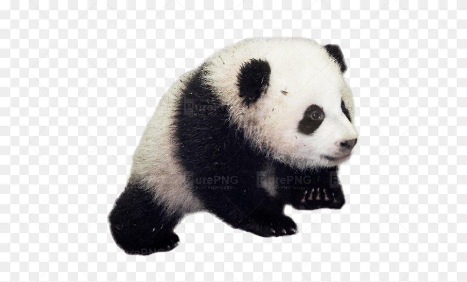 Giant Panda Baby Panda Good Morning Panda, Animal, Bear, Giant Panda, Mammal Free Transparent Png