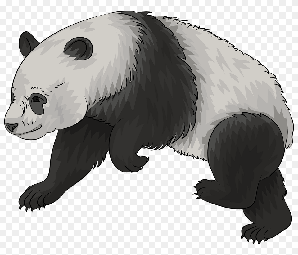 Giant Panda Clipart, Animal, Bear, Mammal, Wildlife Free Transparent Png