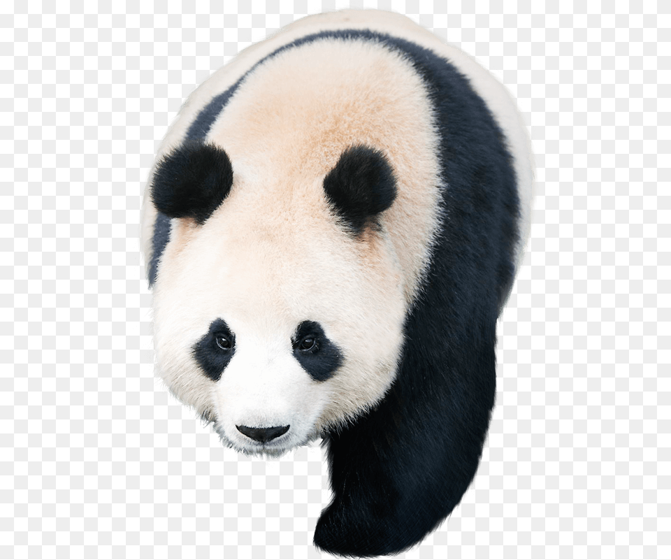 Giant Panda Pandas Kakao Games Panda, Animal, Bear, Giant Panda, Mammal Png