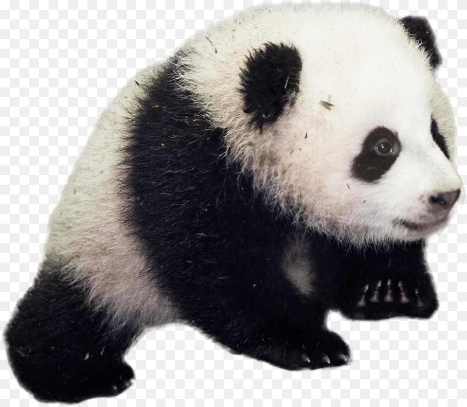 Giant Panda Transparent Background Good Morning Baby Panda Free Png Download