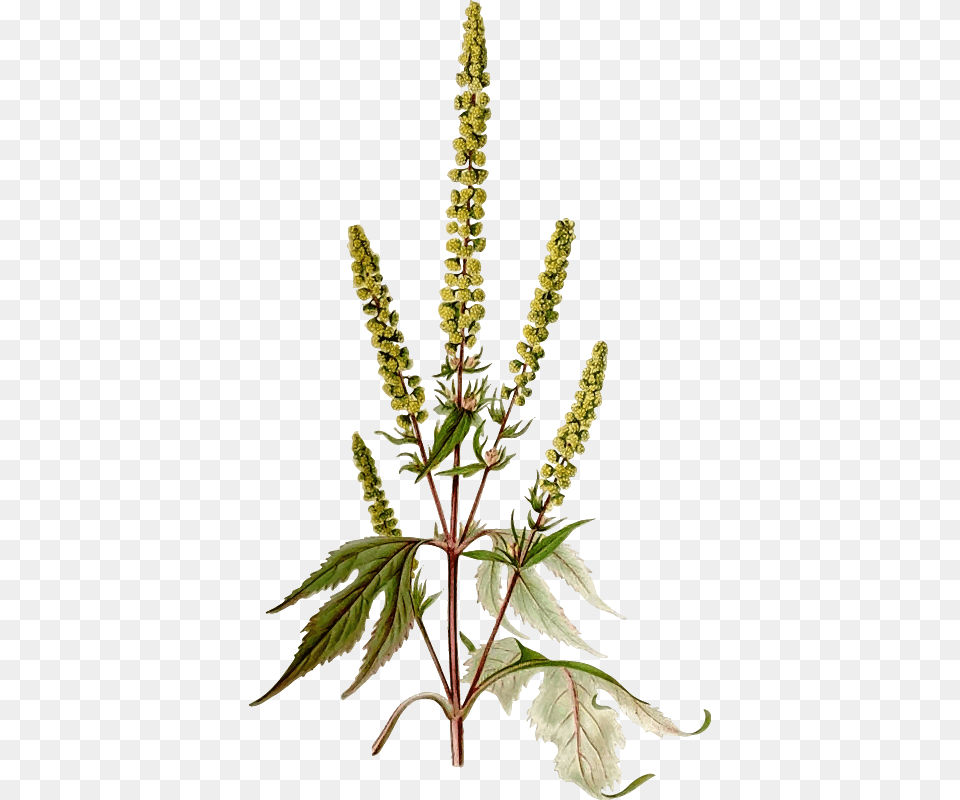 Giant Ragweed Ragweed, Amaranthaceae, Grass, Leaf, Plant Free Transparent Png