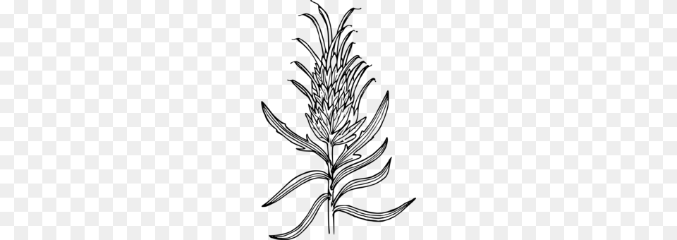 Giant Red Indian Paintbrush Coloring Book Wyoming Indian, Gray Free Png