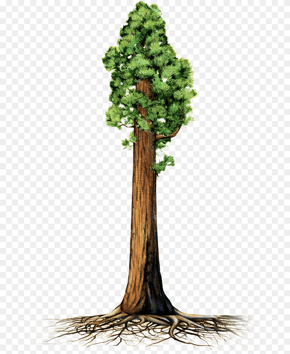 Giant Redwood Tree Clipart Image Sequoia Illustration, Conifer, Plant, Pine Free Png Download