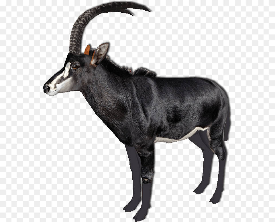 Giant Sable Antelope Zoo Tycoon, Animal, Mammal, Wildlife, Gazelle Png Image