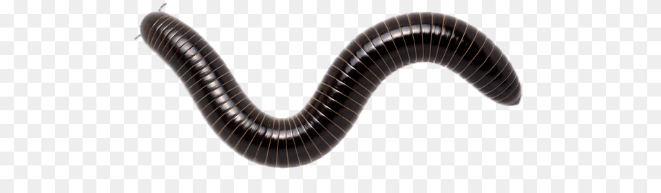 Giant Scrub Millipede, Animal, Insect, Invertebrate, Worm Png