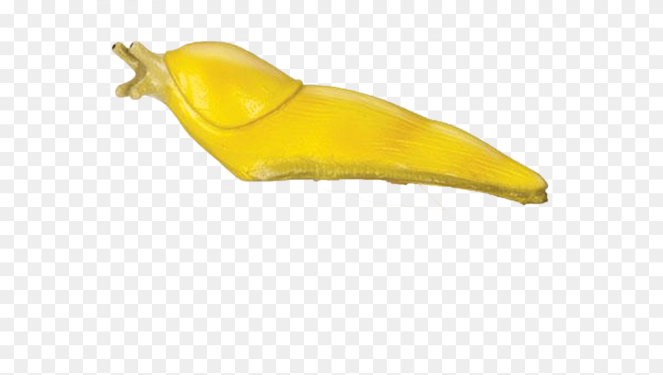 Giant Slug Slug, Animal, Invertebrate Png Image