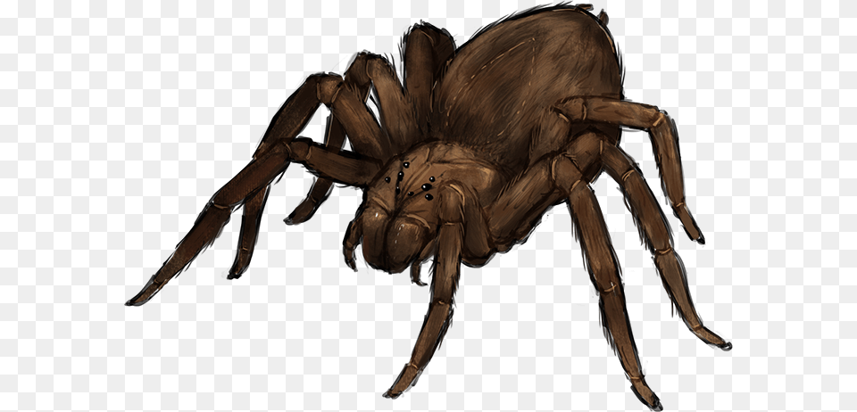 Giant Spider, Animal, Invertebrate, Insect, Tarantula Png Image