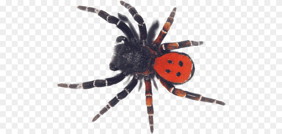 Giant Spider, Animal, Invertebrate, Insect Free Transparent Png