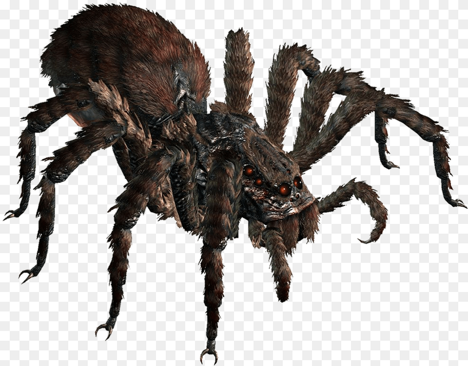 Giant Spider Dnd, Animal, Invertebrate, Insect, Tarantula Free Transparent Png