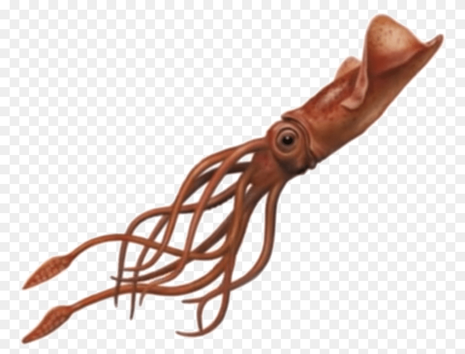 Giant Squid, Food, Seafood, Animal, Sea Life Png Image