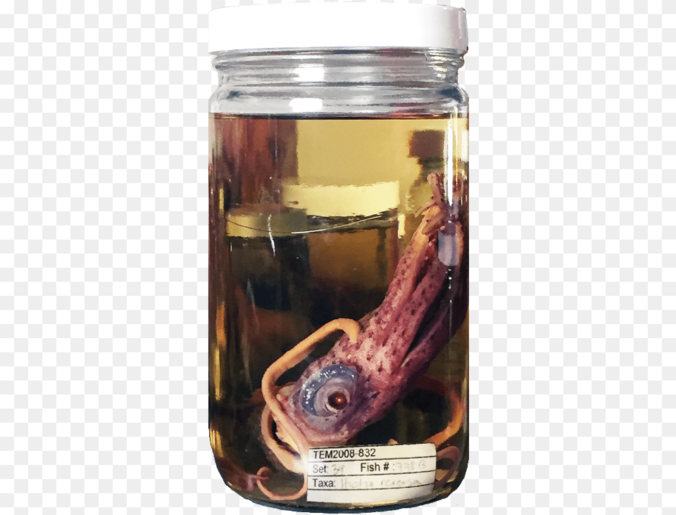 Giant Squid, Jar, Animal, Sea Life Free Png Download