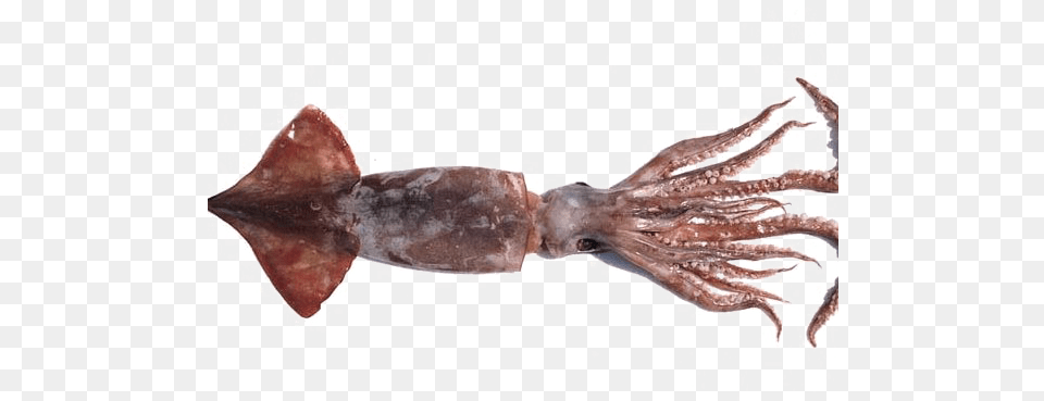 Giant Squid Photos Squid, Food, Seafood, Animal, Sea Life Free Transparent Png