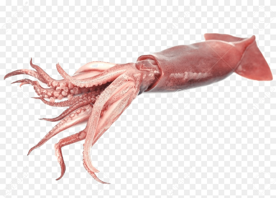 Giant Squid Transparent Giant Squid Transparent Background, Animal, Food, Sea Life, Seafood Free Png Download