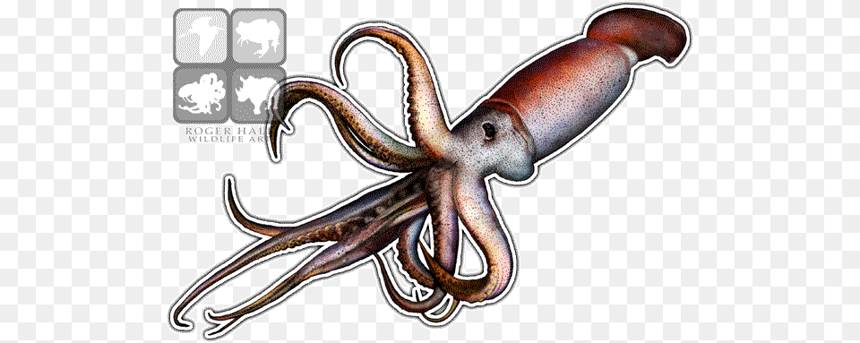 Giant Squid Transparent Image Humboldt Squid Drawing, Animal, Sea Life, Food, Seafood Free Png