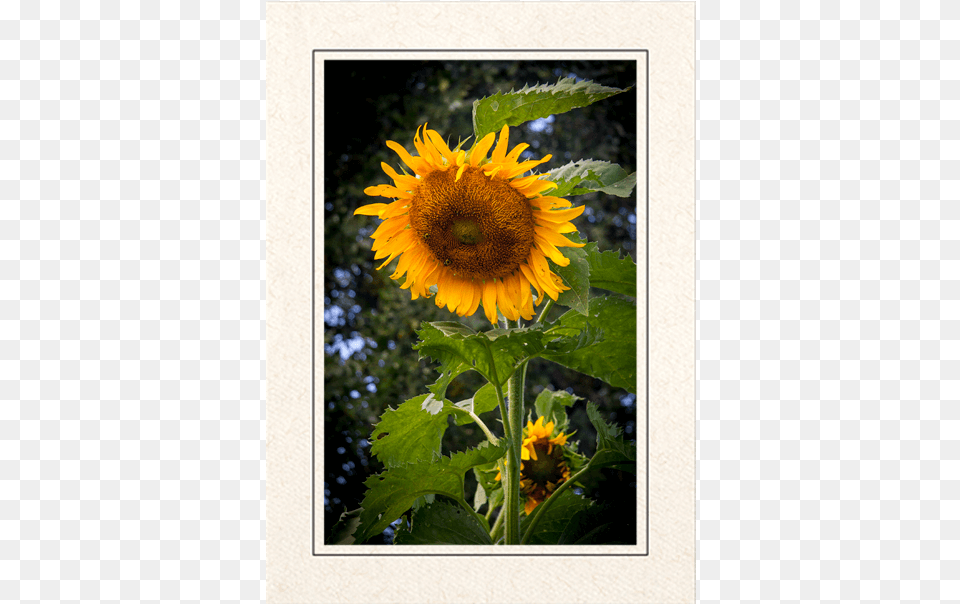 Giant Sunflower Picture Frame, Flower, Plant Png