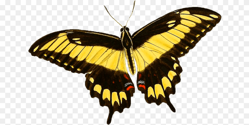 Giant Swallowtail, Animal, Butterfly, Insect, Invertebrate Free Png