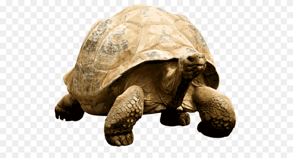 Giant Tortoise, Animal, Reptile, Sea Life, Turtle Png Image