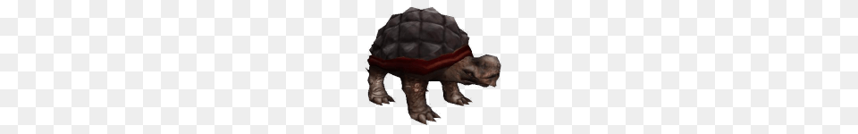 Giant Tortoise, Animal, Reptile, Sea Life, Turtle Png