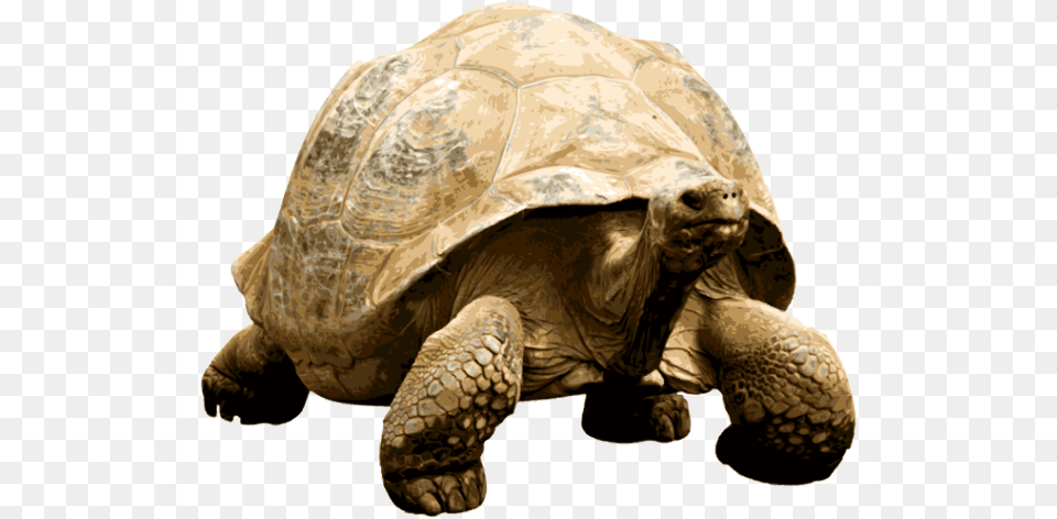 Giant Tortoise Giant Tortoise Transparent, Animal, Reptile, Sea Life, Turtle Free Png Download