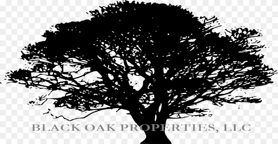 Giant Tree Silhouette, Oak, Plant, Sycamore, Tree Trunk Png Image