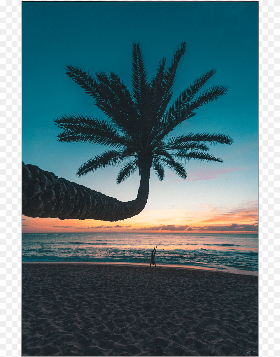 Giant Wall Art Huge Large Big Biggest Massive Largest Attalea Speciosa, Tropical, Nature, Outdoors, Palm Tree Free Transparent Png