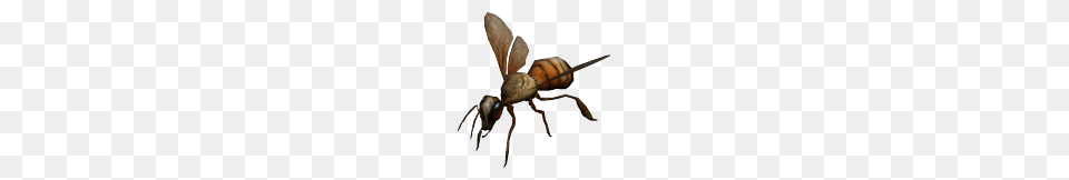 Giant Wasp, Animal, Insect, Invertebrate, Bee Png Image