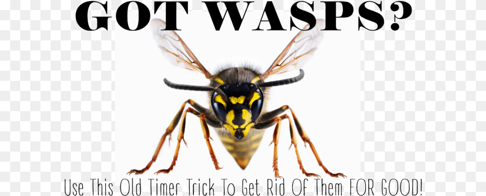 Giant Wasp Pathfinder, Animal, Bee, Insect, Invertebrate Png Image
