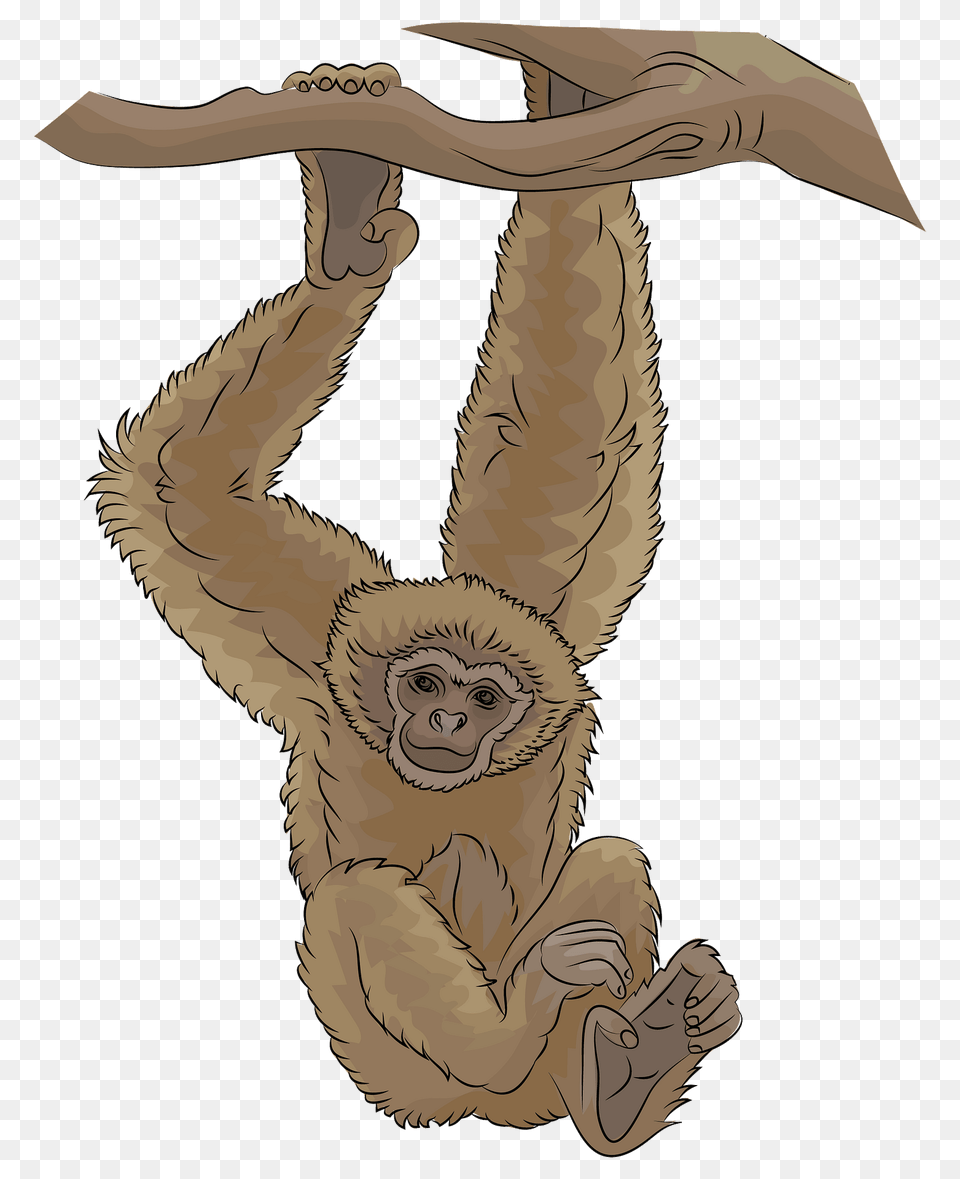 Gibbon Clipart, Animal, Mammal, Monkey, Wildlife Free Png Download