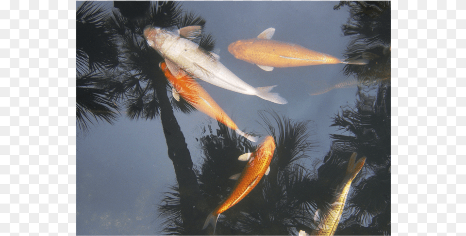 Gicle Photography By Stephen Kline Fish Pond, Aquatic, Water, Animal, Sea Life Free Transparent Png